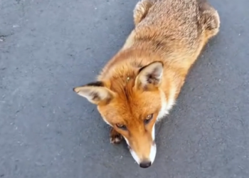 H0303041_met fox on road gave it an egg #rescue