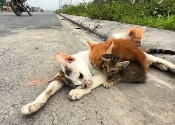 H0303042_found family of cats #rescue #animals #animals