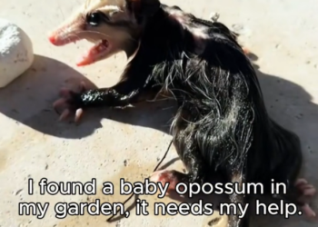 H0303044_found sick baby opossum. helped it #rescue