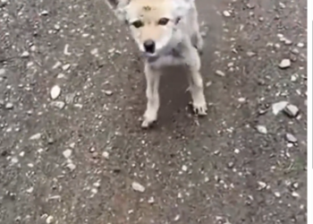 H0303045_came across wolf on road adopted