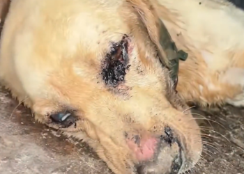 H0303046_An injured dog was found on road