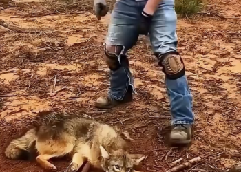 H0303048_Brave man saved trapped coyote then #rescue