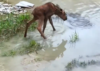 H0303049_met calf lost it mother #rescue #animal