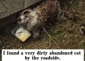 H0303050_found very dirty abandoned cat by roadside