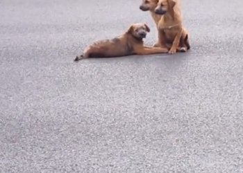 H2802013 A fragile existence given another chance