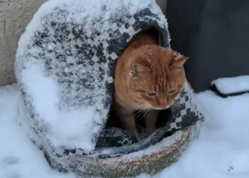 H0303051_found stray cat on snowy day. fed it some