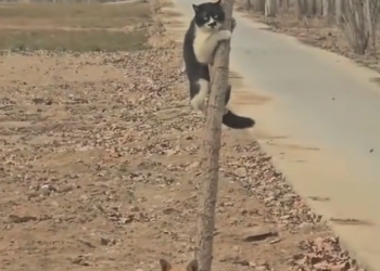 H0303052_found cat being bullied by group of dogs