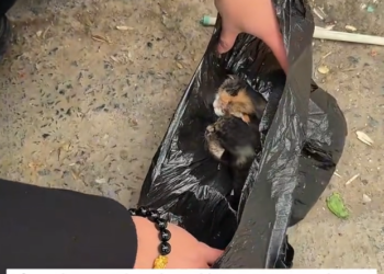 H0303054_found some abandoned kittens in trash can