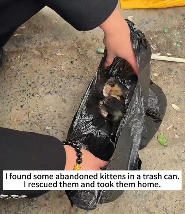 H0303054_found some abandoned kittens in trash can