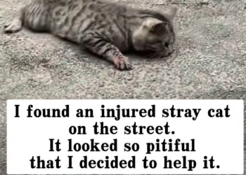 H0303055_found an injured stray cat on street