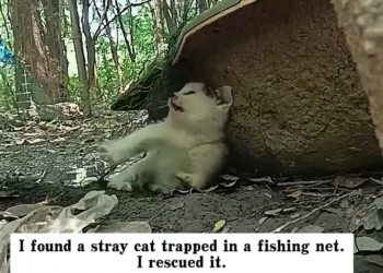 H0303056_found stray cat trapped in fishing net