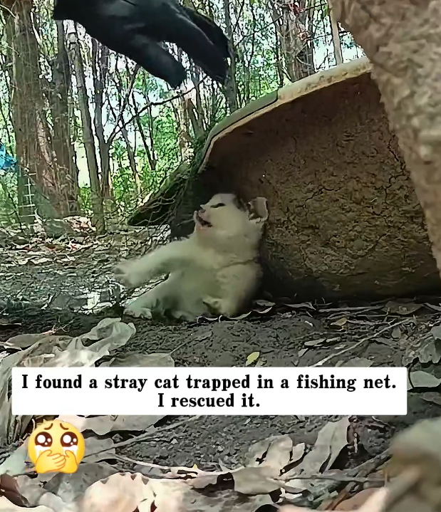 H0303056_found stray cat trapped in fishing net