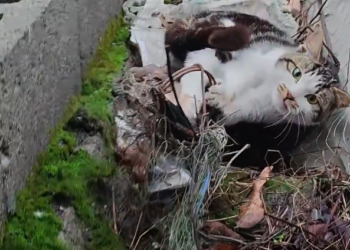 H0303057_found an injured stray cat in wild