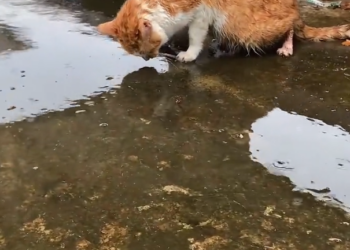 H0303058_found an abandoned cat drinking rainwater