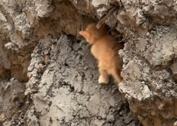 H0303059_found kitten abandoned in muddy puddle