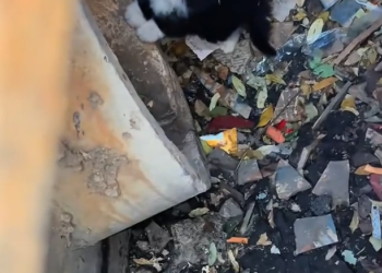 H0303060_found kitten trapped in sewer.