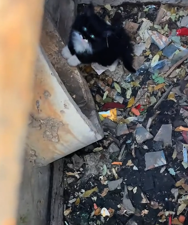 H0303060_found kitten trapped in sewer.