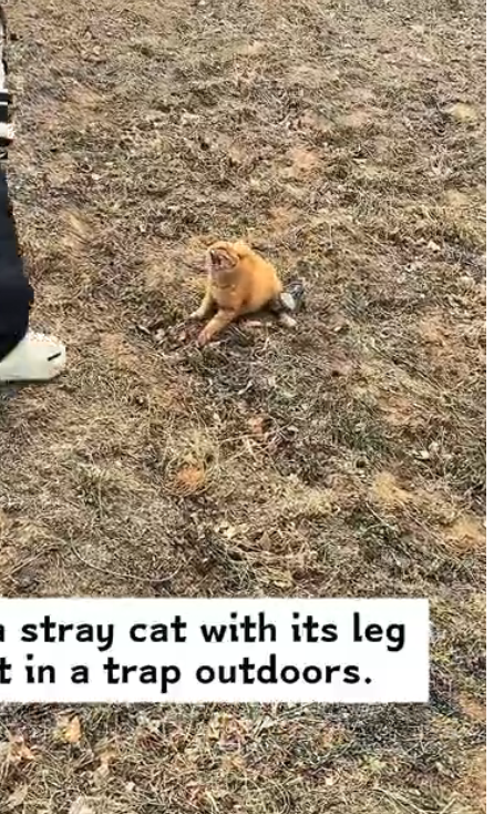 H0303063_found stray cat its leg caught