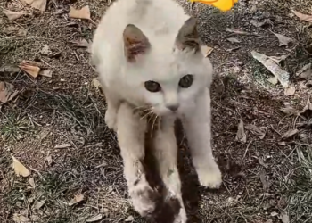 H0303064_found an injured stray cat.It so pitiful