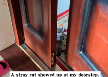 H0303065_stray cat showed up at my doorstep