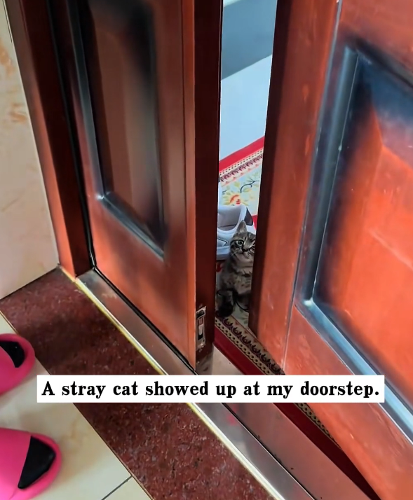 H0303065_stray cat showed up at my doorstep