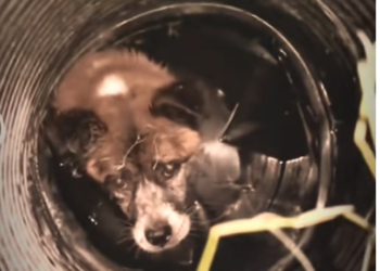 H0303067_rescue poor dog #poordog #rescuedog #dog #dogs