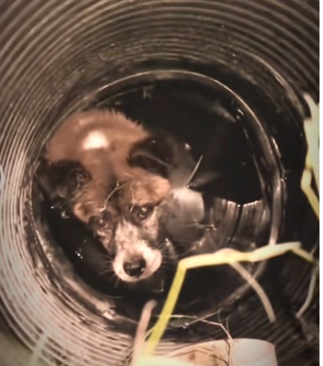 H0303067_rescue poor dog #poordog #rescuedog #dog #dogs