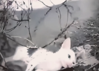 H0303068_rescue cat #rescuecat #rescuecats #rescue #cat