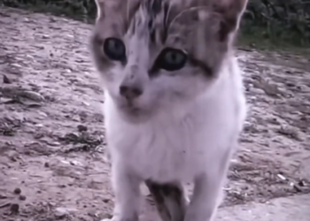 H0303069_poor cat #helpcat #rescuecat #cat #cats #poorcat