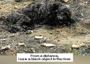 H0303070_distance, saw black object in river