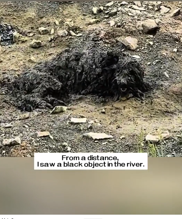 H0303070_distance, saw black object in river