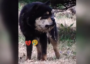 H0303072_poor dog #rescuedog #poordog #dog #dogs