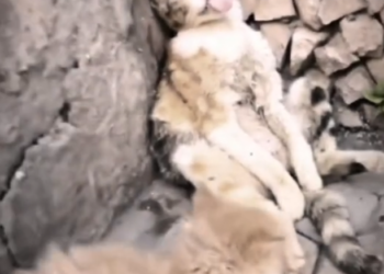 H0303074_rescue poor cat #rescuecat #poorcat #cat #cats