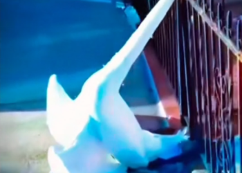 H0303075_nice action #respect #rescue #animal #fypシ viral