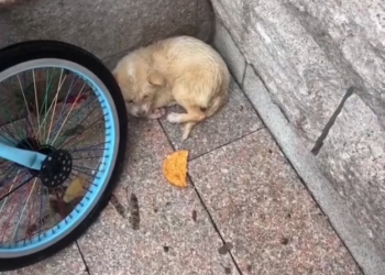 H2802014 Found in the most vulnerable state