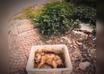 H0303076_rescue poor dog #rescuedog #poordog #dog #dogs