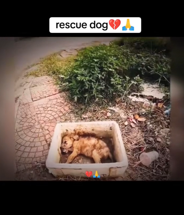 H0303076_rescue poor dog #rescuedog #poordog #dog #dogs