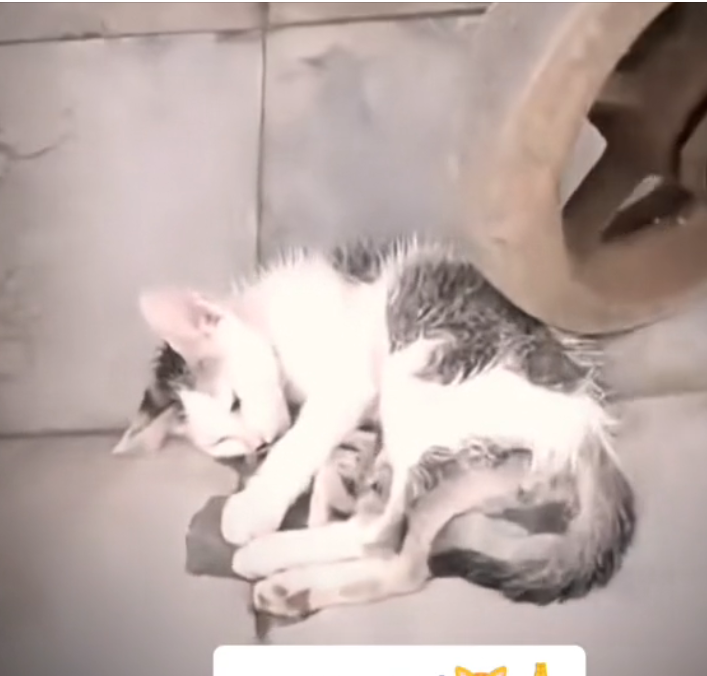 H0303077_rescue cat #cat #cats #kitten #rescue #rescuecat