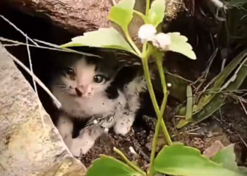 H0303078_rescue poor cat #rescuecat #poorcat #cat #cats