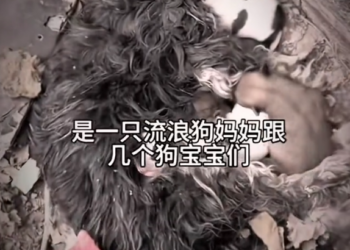 H0303079_save poor dog #dog #dogs #puppy #rescuedog