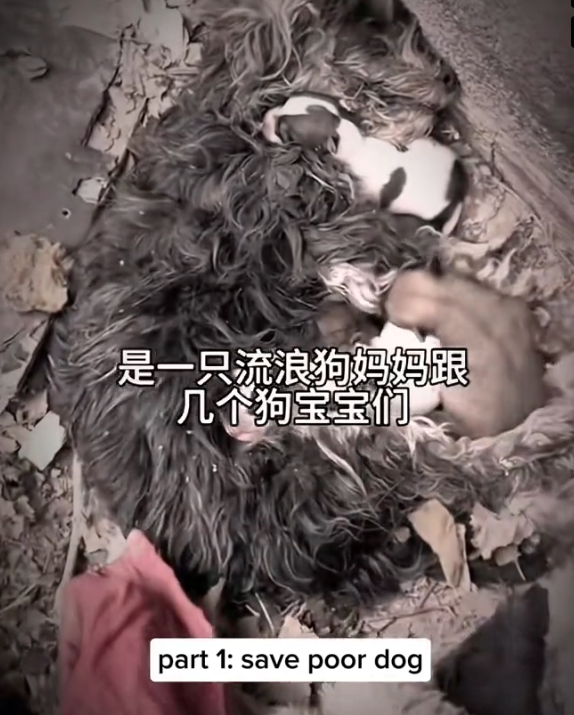 H0303079_save poor dog #dog #dogs #puppy #rescuedog