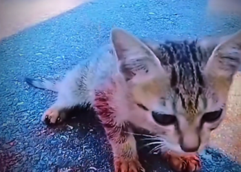 H0303080_rescue cat #rescuecat #helpcat #cat #cats #poorcat