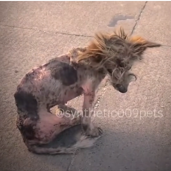 H0303081_poor dog #dog #dogs #poordog #rescuedog