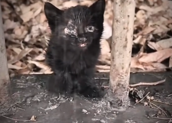 H0303082_rescue cat #cat #cats #dogsoftiktok #rescuecat