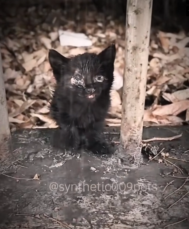 H0303082_rescue cat #cat #cats #dogsoftiktok #rescuecat