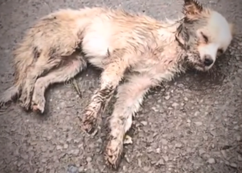 H0303083_save poor dog #dog #dogs #poordog #rescuedog