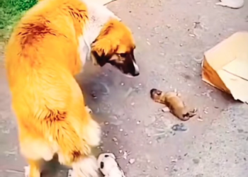 H0303084_poor dog #dog #dogs #poordog #dogsoftiktok