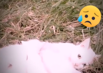 H0303085_rescue poor cat #rescue #rescuecat #cat #cats