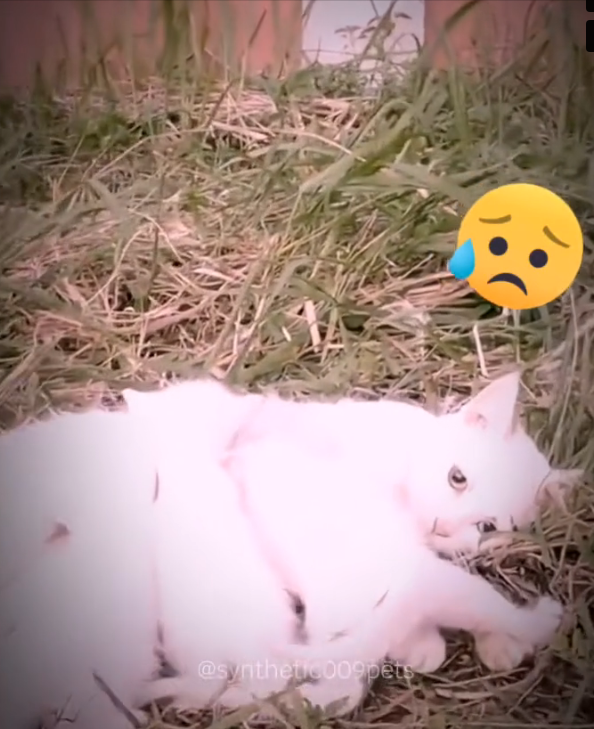 H0303085_rescue poor cat #rescue #rescuecat #cat #cats