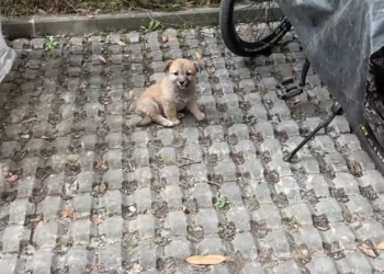 H2802015 The thin line of survival remained